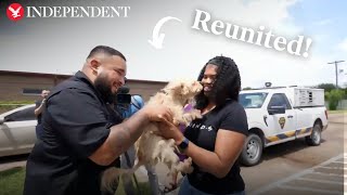 Missing dog found 350 miles away from home reunited with owner [upl. by Ellard]