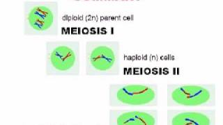 Meiosis  Cell Division [upl. by Odranoel]