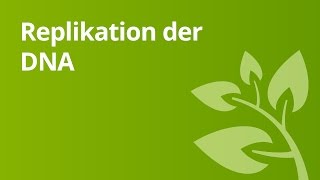 Ablauf der Replikation der DNA  Biologie  Genetik [upl. by Siubhan]