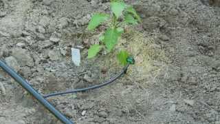 How To do Drip Irrigation with Emitters [upl. by Cummine]