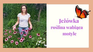 Jeżówka purpurowa roślina wabiącą motyle 🦋🦋🦋 Odmianywymagania zastosowanie i rozmnażanie [upl. by Suh376]