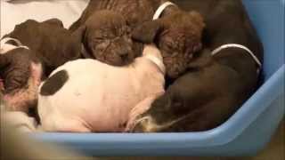 Pitbull Puppies  A Litter Of Pitbull Puppies With Mange skin disease [upl. by Ilahtan]