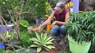 Succulent Tip of the Day Agave Variegata [upl. by Elvis416]