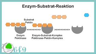 Enzyme  Wirkung von Pektinase [upl. by Oznol90]