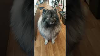 Keeshond ask for treats [upl. by Ahseka]