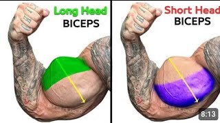 Full Biceps Curls  short Head  Long Head  Brachialis [upl. by Evander911]