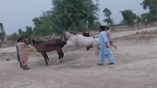 Horse First Time Meeting😚 Natural covering  horse breeding  Horse mating  mating sound [upl. by Gnahc]