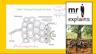 mr i explains The difference between the Symplast and Apoplast Pathways of Water Transport [upl. by Aerdnu814]