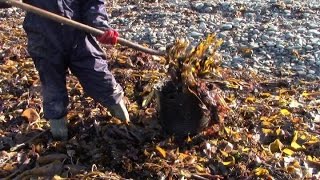 Collecting Seaweed For The Garden [upl. by Eikceb485]