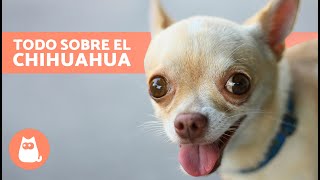 El perro CHIHUAHUA 🐶 Origen Características Carácter y Cuidados [upl. by Pani384]