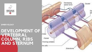 DEVELOPMENT OF VERTEBRAL COLUMN RIBS AND STERNUM [upl. by Arlee]