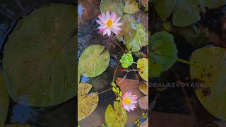 எல்லாமே போச்சி ☹️ my sad story  guppies molly  balasvoyage [upl. by Kcirrez]