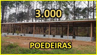 Projeto 3000 galinhas poedeiras para produção de ovos caipiras [upl. by Reinal]