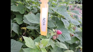 Nova Red Raspberry Second Year Floricane Fruit Ripening [upl. by Obie]