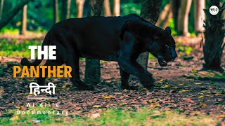 The Panther  हिन्दी डॉक्यूमेंट्री  Discovery channel documentary in Hindi [upl. by Notsirb]