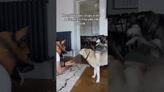 Pranking DRAMATIC Mini Huskies With German Shepherd Mask For Halloween [upl. by Hassin]