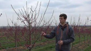 Ausdünnen zur Blüte bei MarillenAprikosen [upl. by Aveer]