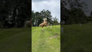 He is way too much fun 🤩 cutehorse funnyhorse palomino gallop horselife horse [upl. by Ehcor932]