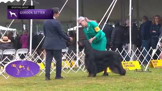 Setters Gordon  Breed Judging 2022 [upl. by Atram]