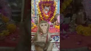 Jay bajrang bali  Jay siyaram [upl. by Esau]