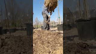 Planting quick planting trees shrubs [upl. by Claudette]