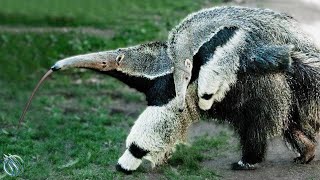 GIANT ANTEATER ─ Toothless Giant that Can Kill Jaguars Cougars and Poachers [upl. by Towers]