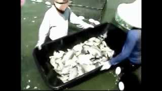 015 INTENSIVE TILAPIA FARMING  History and Origin of Tilapia [upl. by Ellerred833]