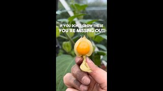 You don’t want to miss out on these  Cape Gooseberry  Physalis  Diary of a Yorkshire Gardener [upl. by Marih]