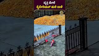 ವ್ಯಕ್ತಿ ಮೇಲೆ ಸೈಬೀರಿಯನ್ ಹುಲಿ ದಾಳಿ tiger attack fear news sibiřan latestnews worldnews [upl. by Sum]