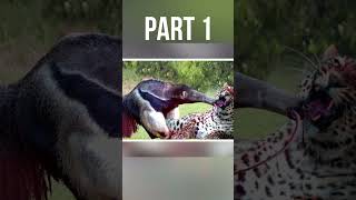 jaguar vs giant anteater fight part 01 shorts [upl. by Nonna65]