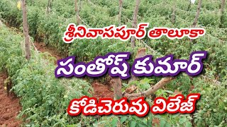 New Tomato Crop InformationNew Cropplantation information Anantapurtomatomarketrates [upl. by Dardani]