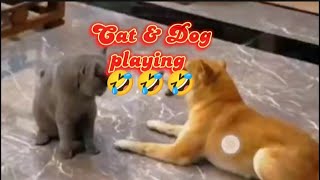 ASMR CAT amp DOG PLAYING SO CUTE [upl. by Jessabell]