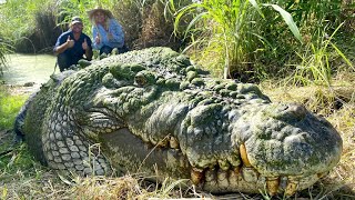 O Maior Crocodilo do mundo  Crocodilo de Água salgada [upl. by Deadman]