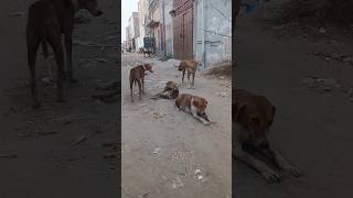 Dogs 🐕 barking sound effects  Puppy voice sound crying angry ringtone dog doglover puppy [upl. by Korenblat646]