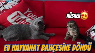 YENİ EVCİL HAYVANIM HÜSREV 😍 Sokaktan Hayvan Sahiplendim [upl. by Raffarty754]