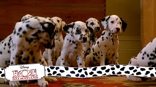 Puppies Get Their Collars  915 Movie Scenes  101 Dalmatians 1996 HD [upl. by Brigham]