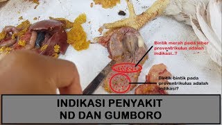 NEKROPSI  Mendeteksi Penyakit Coli ND dan Gumboro pada Ayam [upl. by Rombert368]