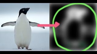 Adelie Penguin pixelart speeddrawing penguin [upl. by Hanforrd]