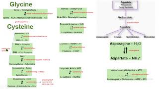 serina glicina cisteina aspartato asparagina síntesis biochemistry bioquímica [upl. by Ataner]