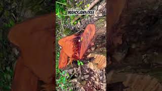 Sad Mahogany Tree Deforestedviralshort viralvideo mahogany viralclips viralshorts viralvideos [upl. by Ydnic]