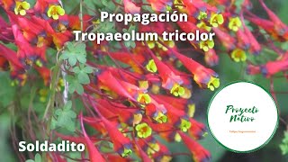 Propagación Tropaeolum tricolor soldaditos Proyecto Nativo [upl. by Thadeus875]