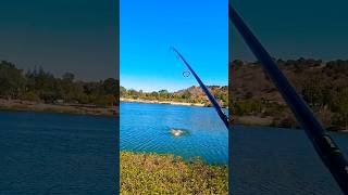 Almaden lake bass fishing in Sanjose ca bassfishing fishing trendingshorts [upl. by Woodrow]