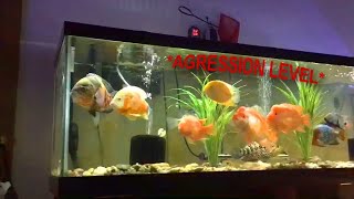 MONSTER CICHLIDS AQUARIUM  🎥… [upl. by Skye]