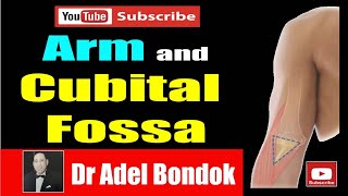 The Arm and Cubital Fossa Dr Adel Bondok Anatomy Channel [upl. by Oran]