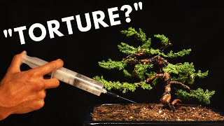 The Biology Behind Bonsai Trees [upl. by Raskind]