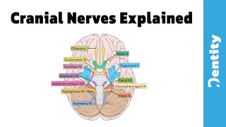 2021 شرح مبسط وسهل  Cranial Nerves [upl. by Fontes692]