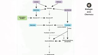 Biochimie  Glycolyse  LactoseMaltose  Manose et Saccharose [upl. by Oicnaneb]