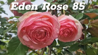 Eden Rose 85  A musthave rose in your garden 3 years old [upl. by Loring781]