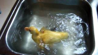 Baby Duck swimming in sink [upl. by Atat]