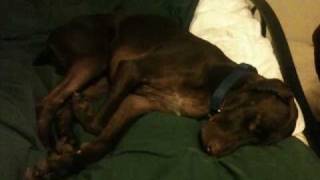 German Shorthaired Pointer Dog Dreaming [upl. by Canotas]